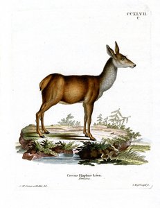Cervo rosso da German School