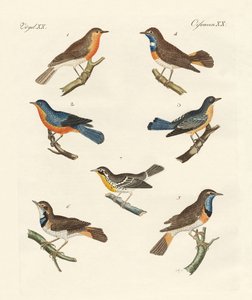 Pettirossi, pettazzurri e pettogialli