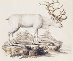 Renna (Cervus tarandus), da Mammiferi illustrati dalla Natura con descrizioni, di Johann Christian Daniel von Schreber (1739-1810), incisione di I Nufsbiegel, volume 5, tavola 248-C, Germania da German School