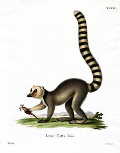 Lemure dalla Coda Anellata da German School