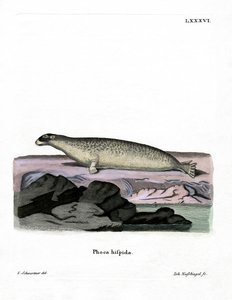 Foca dagli anelli da German School