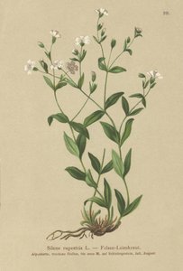 Silene rupestris da German School