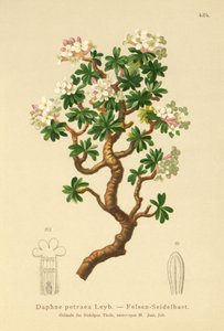 Daphne petraea, Daphne rupestris