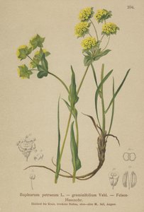 Bupleuro rupestre (Bupleurum petraeum, Bupleurum graminifolium) da German School