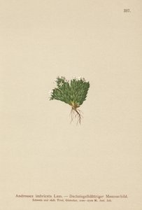 Androsace imbricata (Androsace imbricata, Aretia imbricata)