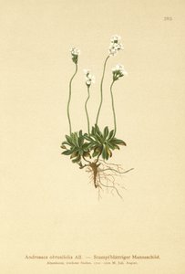Androsace ottusifolia (Androsace obtusifolia) da German School