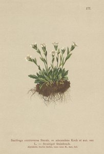 Sassifraga rupestre (Saxifraga controversa, Saxifraga adscendens) da German School