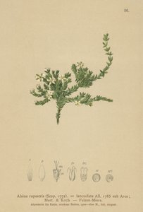 Alsine rupestris da German School