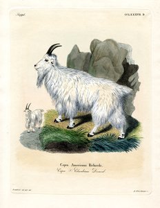 Capra delle Montagne Rocciose