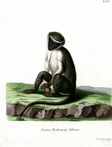 Guenon Roloway da German School