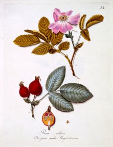 Rosa villosa, illustrazione da un libro di fiori selvatici tedeschi di Johann Daniel von Reitter, pubblicato c.1803-5