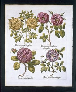 Rose, tavola 95 da Hortus Eystettensis di Basil Besler (1561-1629) pubblicato nel 1613 da German School