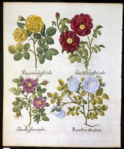 Rose, tavola 96 da Hortus Eystettensis di Basil Besler (1561-1629) pubblicato nel 1613 da German School