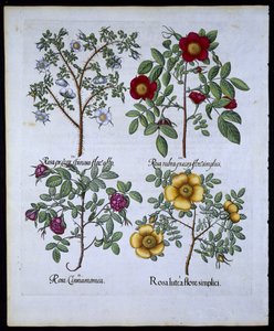 Rose, tavola 98 da Hortus Eystettensis di Basil Besler (1561-1629) pubblicato nel 1613 da German School