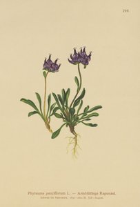 Raponzolo a testa rotonda (Phyteuma pauciflorum, Rapunculus pauciflorus, Phyteuma globulariifolium) da German School