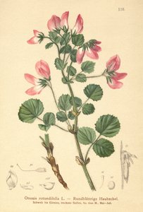 Ononide a foglie rotonde (Ononis rotundifolia, Ononis tribracteata) da German School