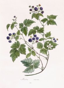 Rubus caesius da German School