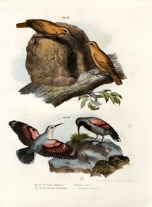 Fornario rosso, 1864 da German School