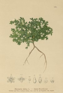 Erniaria alpina (Herniaria alpina, Herniaria ciliolata)