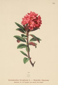 Rododendro ferrugineo (Rhododendron ferrugineum) da German School