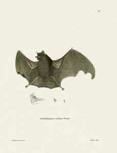 Pipistrello dalle ali a sacco da German School