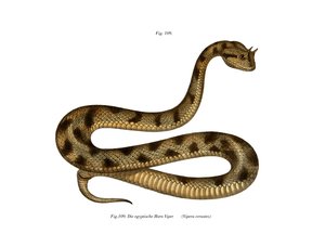Vipera della sabbia del Sahara da German School