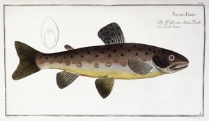 Salmo Fario da German School