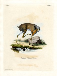 Dik-dik di Salt da German School