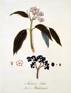 Sambucus Ebulus, da 