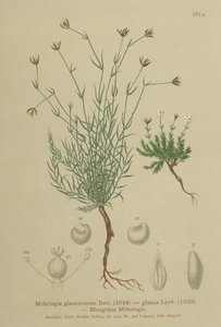 Moehringia glaucovirens da German School