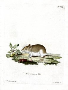 Ratto talpa sabbioso da German School