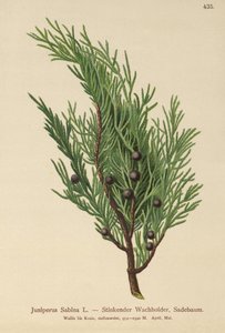 Juniperus Sabina