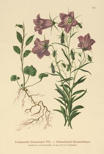 Campanula di Scheuchzer (Campanula Scheuzeri) da German School
