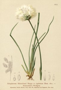 Eriophorum Scheuchzeri da German School