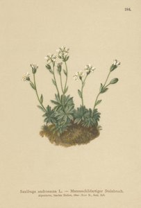 Sassifraga androsacea (Saxifraga androsacea) da German School