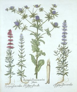 Agrifoglio marino e tre tipi di issopo, da Hortus Eystettensis, di Basil Besler, pub. 1613 da German School