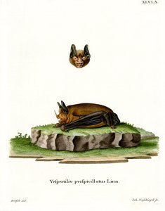 Pipistrello dalla coda corta di Seba