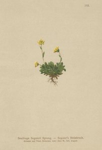 Sassifraga di Seguier (Saxifraga Seguieri) da German School