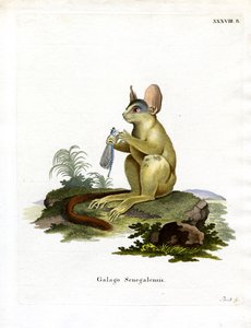 Galagone del Senegal