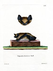 Pipistrello serotino