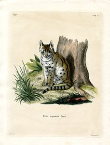 Serval da German School