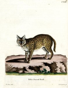 Serval da German School