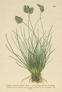 Sesleria disticha da German School