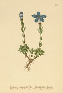 Genziana a foglie corte (Gentiana brachyphylla) da German School
