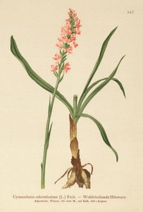 Gymnadenia odoratissima
