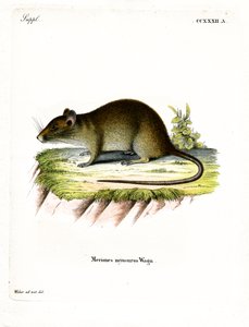 Ratto bandicoot dalla coda corta da German School