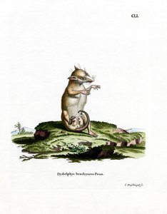 Opossum dalla coda corta