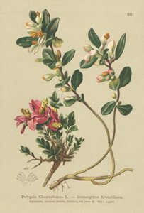 Polygala Chamaebuxus da German School