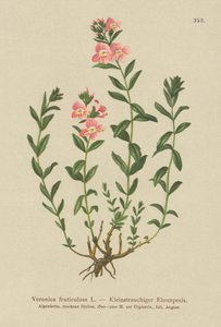 Veronica fruticulosa (Veronica fruticulosa, Veronica frutescens) da German School