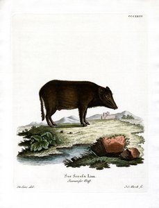 Cinghiale siamese da German School